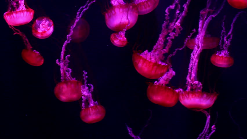 Red giant jellyfish medusa in a black void, natural background