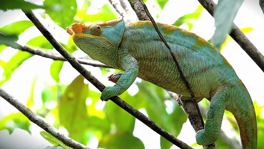 ENDANGERED male Parson's Chameleon (Calumma parsonii) in a tree in Ranomafana, Madagascar. The largest chameleon species in the world. IUCN lists as Near Threatened. Big, beautiful, and colorful.