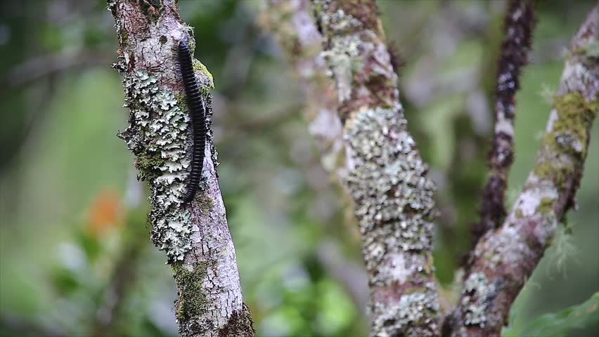 A Giant Millipede feeding on moss and lichen high in the canopy of a rain forest in Madagascar (Ranomafana).