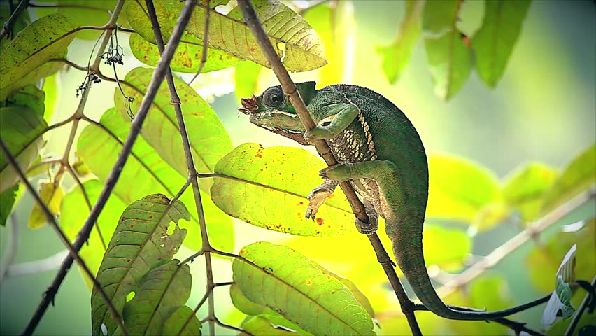 ENDANGERED Rainforest or Two-banded Chameleon (Furcifer balteatus) in a tree in the wilds of Madagascar (Ranomafana National Park). Leaves, branch, forest, foliage, tree, rain.