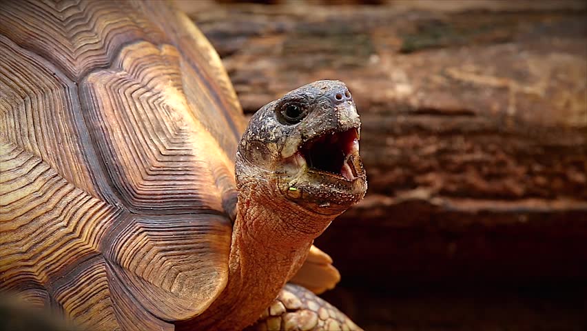 Angonoka Or Ploughshare Tortoise In Madagascar. This Is The Most ...