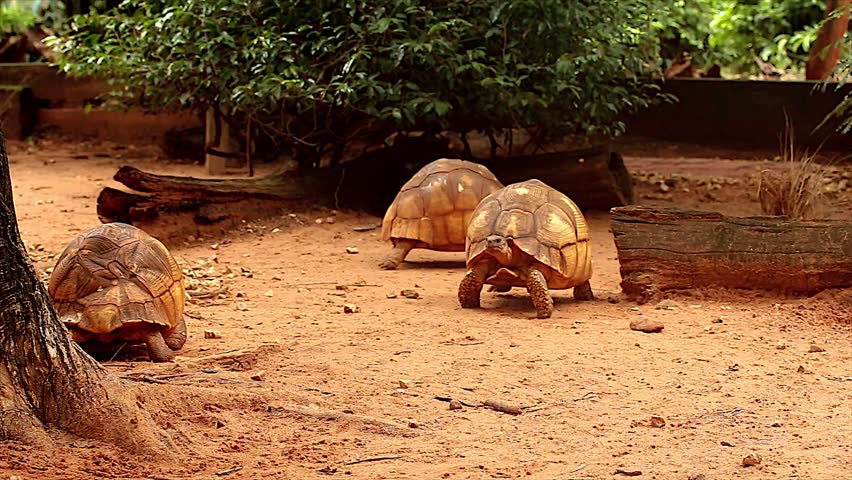 Angonoka or Ploughshare tortoises in Madagascar. This is the most critically endangered tortoise in the world (~500 left in the wild). Extinction predicted in 10 years. Zoology, Biology, Herpetology.