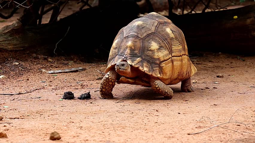 Angonoka or Ploughshare tortoise in Madagascar. This is the most critically endangered tortoise in the world (~500 left in the wild). Extinction predicted in 10 years. Zoology, Biology, Herpetology.