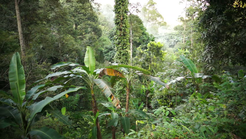 Deep in the Malaysian age old rainforest, the towering trees compete for sunlight.