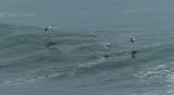 Sea birds fly low over a breaking ocean wave in slow motion.