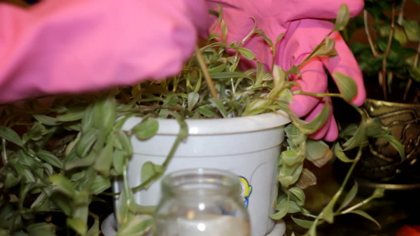 gardening at home 03