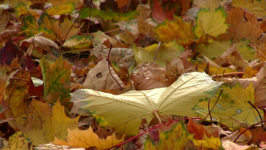 Autumn season