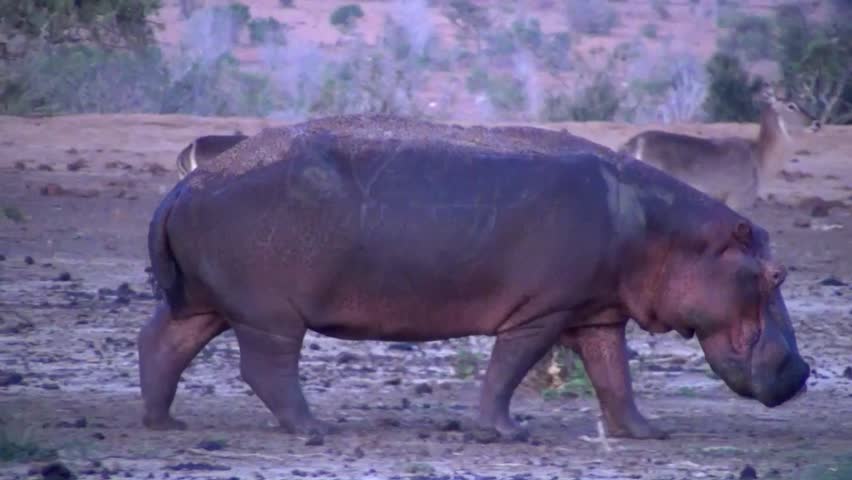 Hippopotamus (Hippopotamus amphibius)