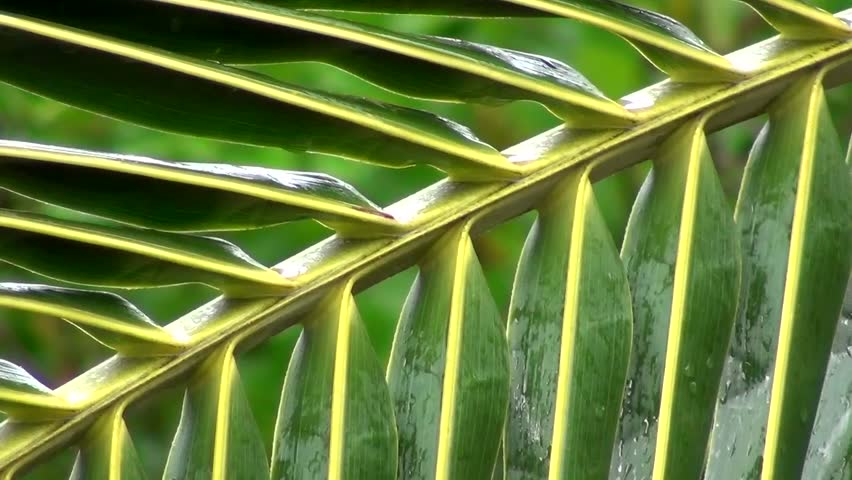 Cycad (Cycadales)