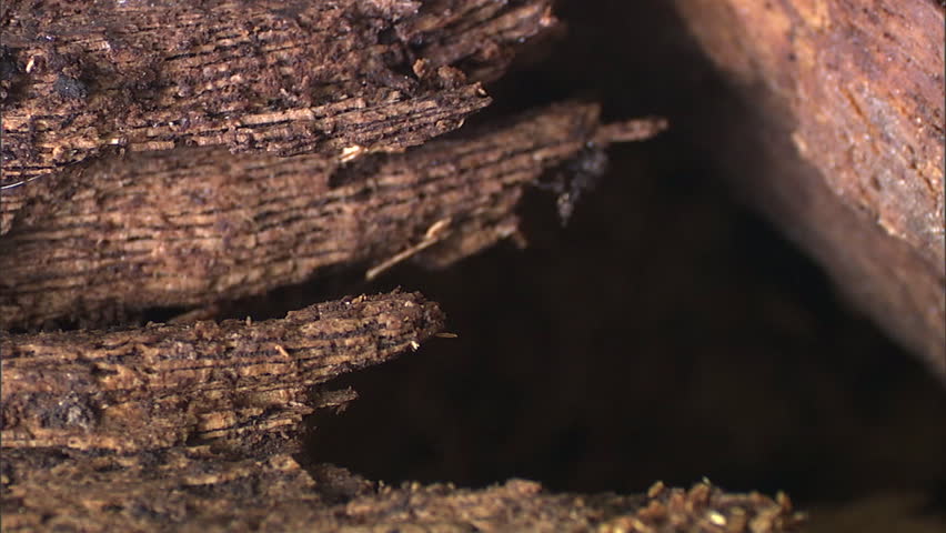 Shiny black beetle burrowing in rotten wood