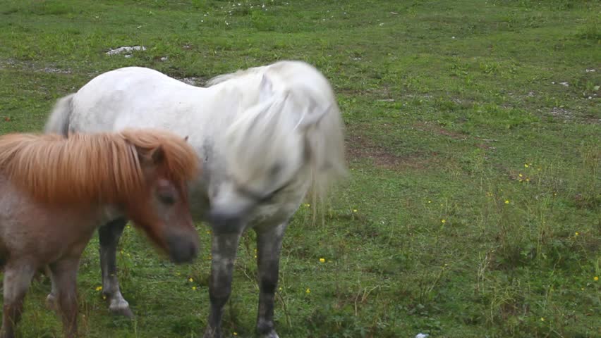 Two Ponies grazing - Nanos mountain, Slovenia