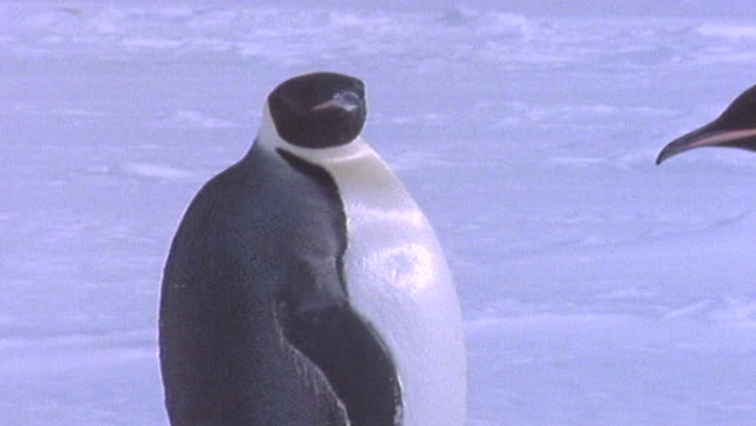 Emperor penguins