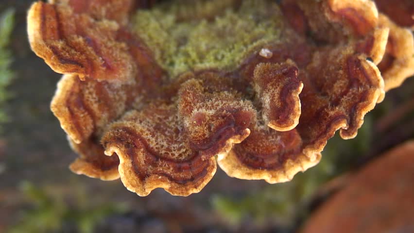 Tree fungus
