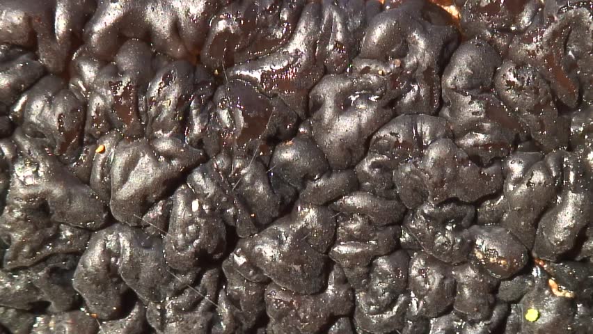 Tree fungus
