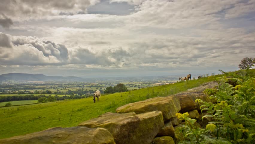 Horses Grazing in England Rolling Green Fields Timelapse