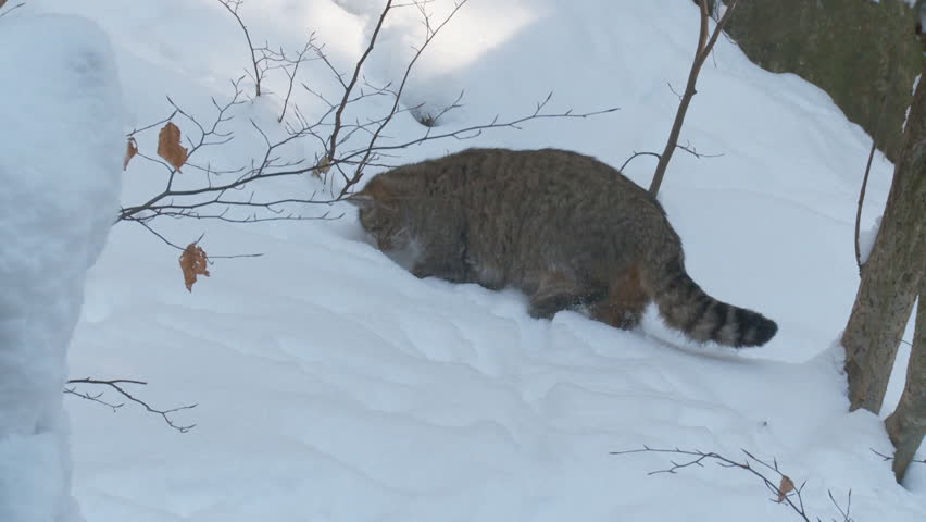 wild cat