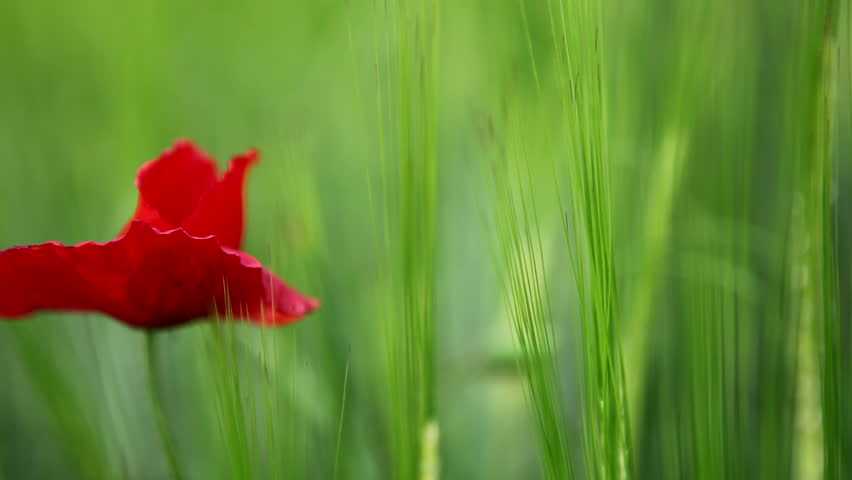 A red poppy appears into a green cornfield with a right to left pan.
