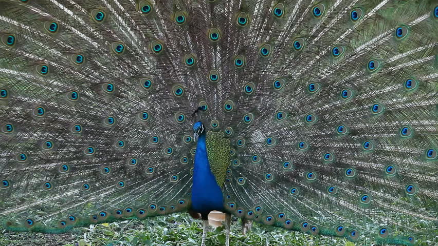 Peacock in heat around Peafowl, Phasianidae Family, Relaxing, Looking, Curious