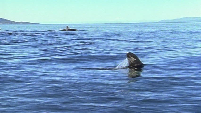 Orca whales breaching surface slow motion 