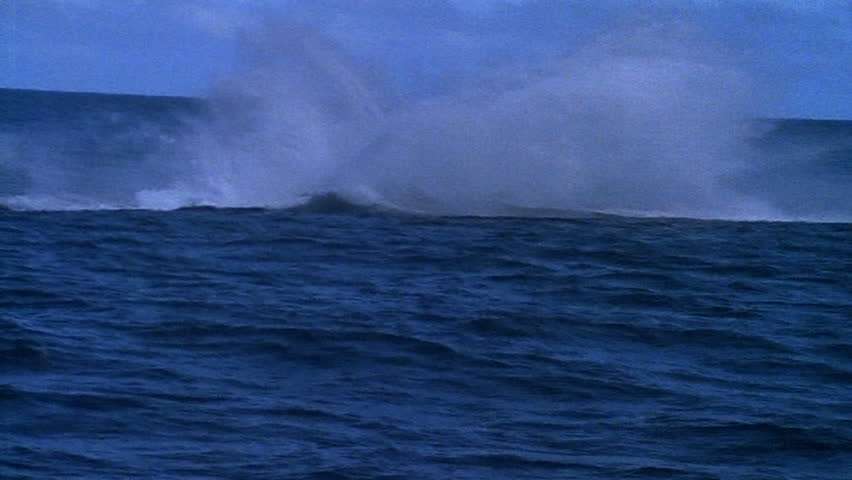 Whales jumping and flipping in water