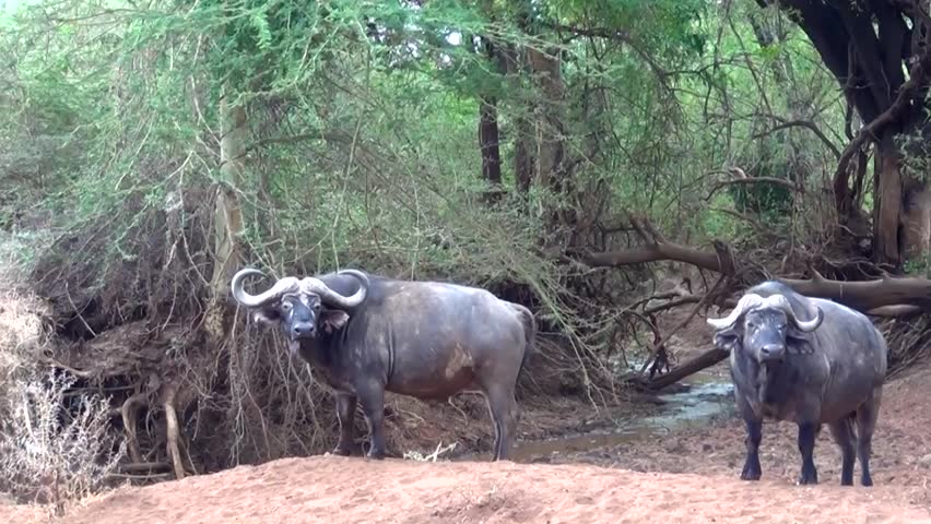 African buffalo (Syncerus caffer)