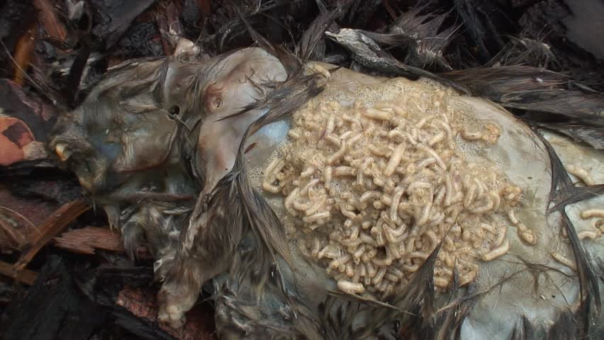 Maggots