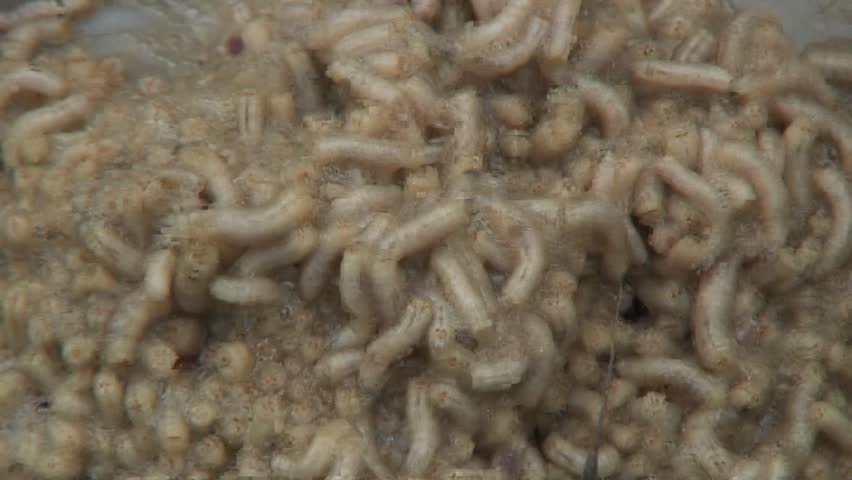 Maggots