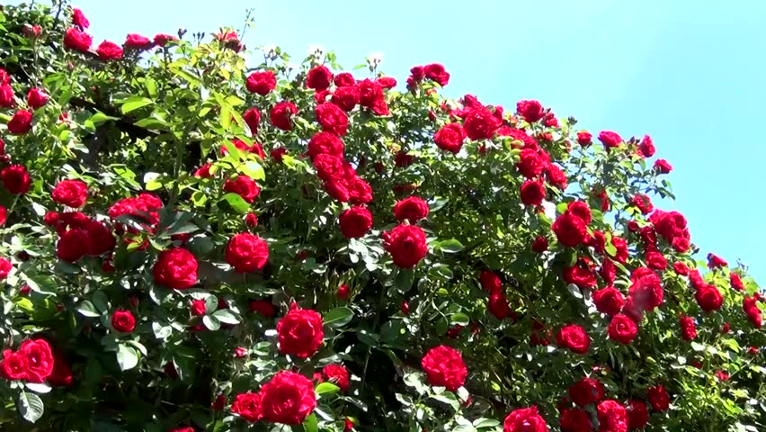 Red shrub roses