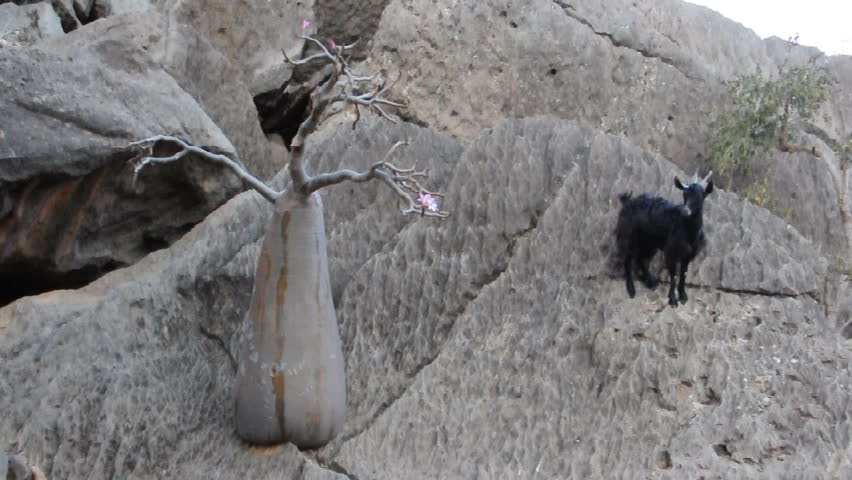 Goats and bottle tree. Socotra island, Yemen