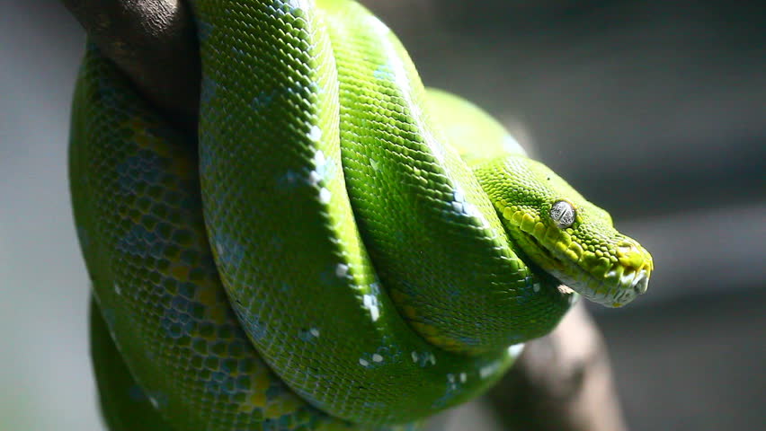 Green snake in rain forest, Thailand 