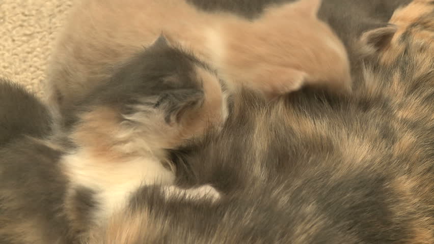 A group of kittens nursing