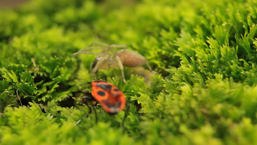 Macro Dangerous Spider on the grass, Close-Up, Araneae, Arthropods, Venom