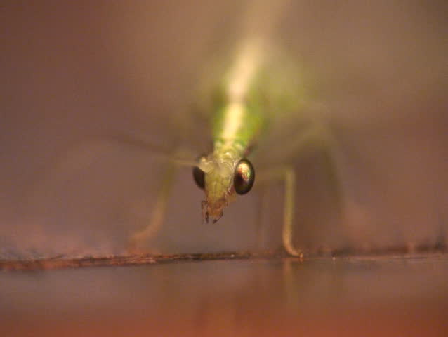 Lacewing. Close-up shot.