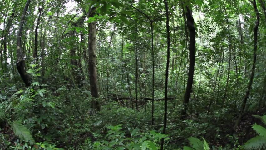 Australian 'bush' Forest Landscape Stock Footage Video 4880735 