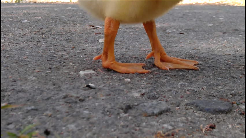 Close-up of paws little domestic gosling walking outdoor