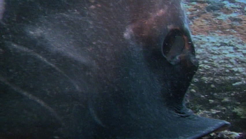Short-tail stingray