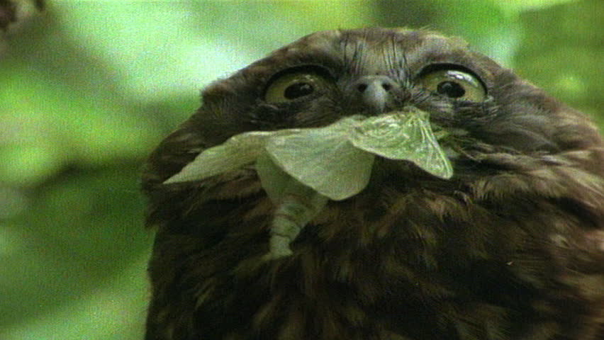 Morepork Owl with a butterfly or moth in it's beak