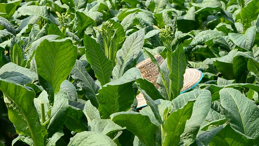 Farmer working in tobacco farm plant