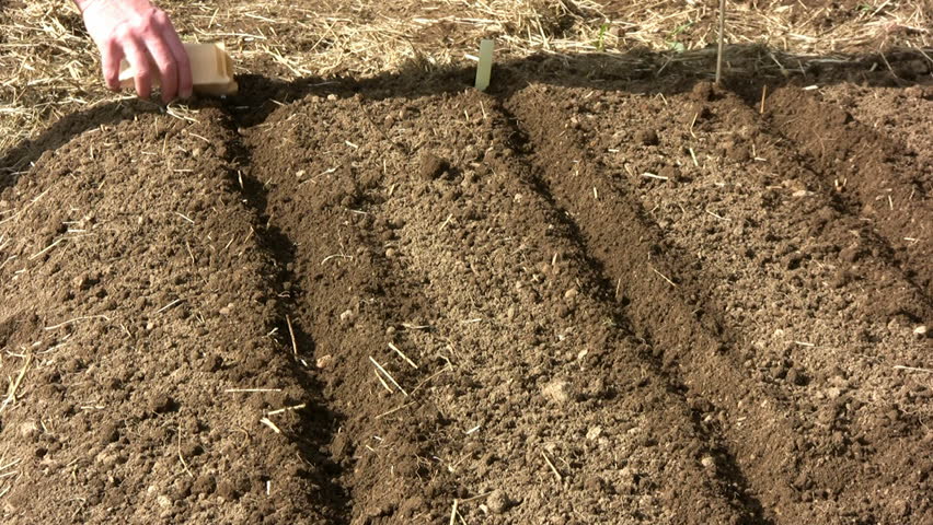 Sowing radish seeds in the earth