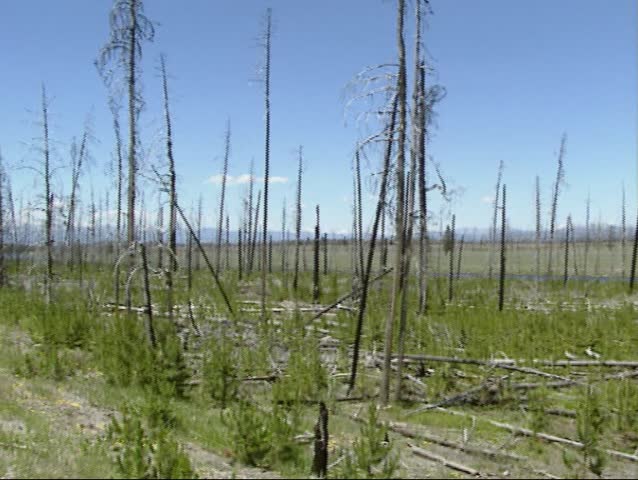 YELLOWSTONE NATIONAL PARK - summer 1996: Burnt area + rejuvenation with dead trees still standing - pan