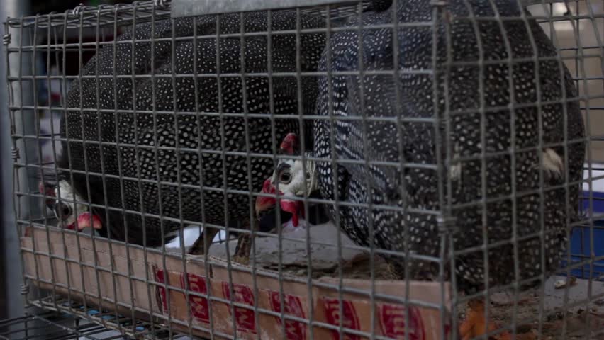 guinea fowl in a cage 