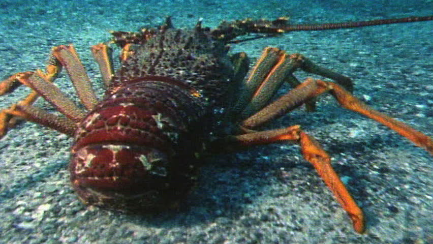 Red lobster