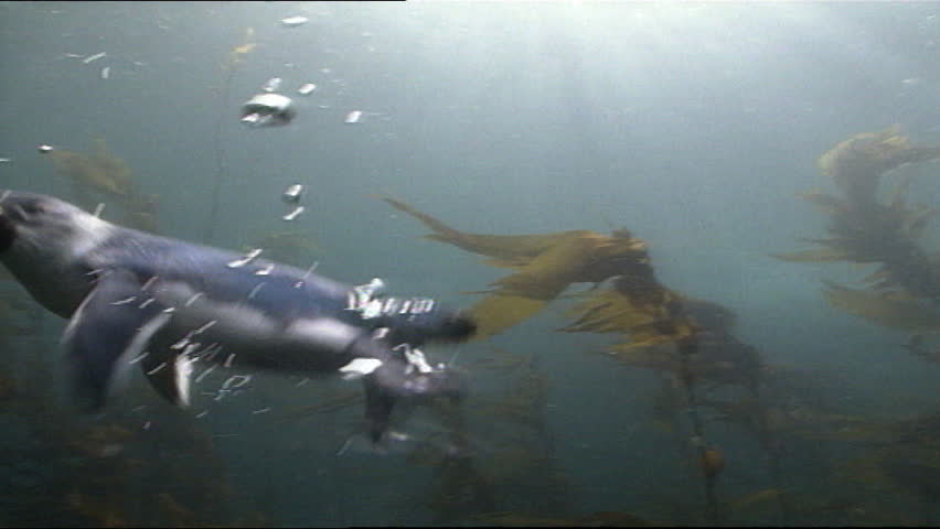 Little Blue Penguins underwater chasing fish amongst kelp