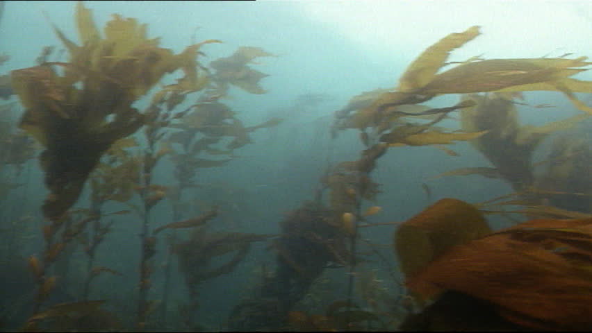 Bladder kelp