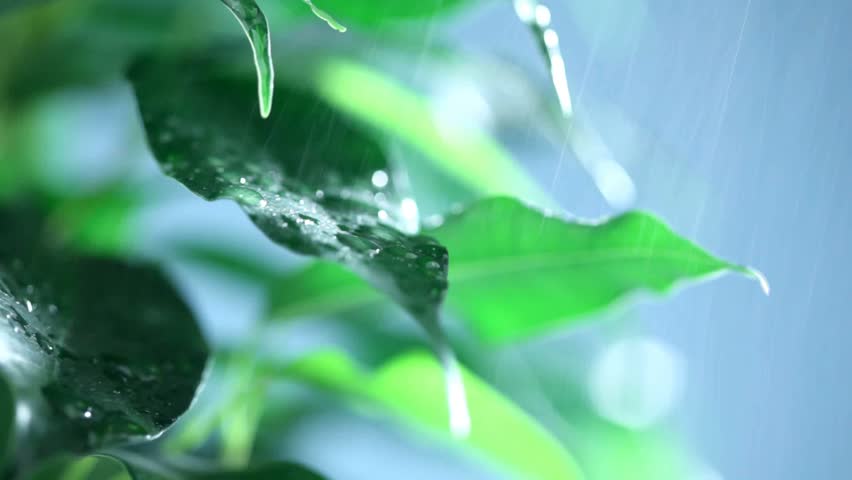rain
