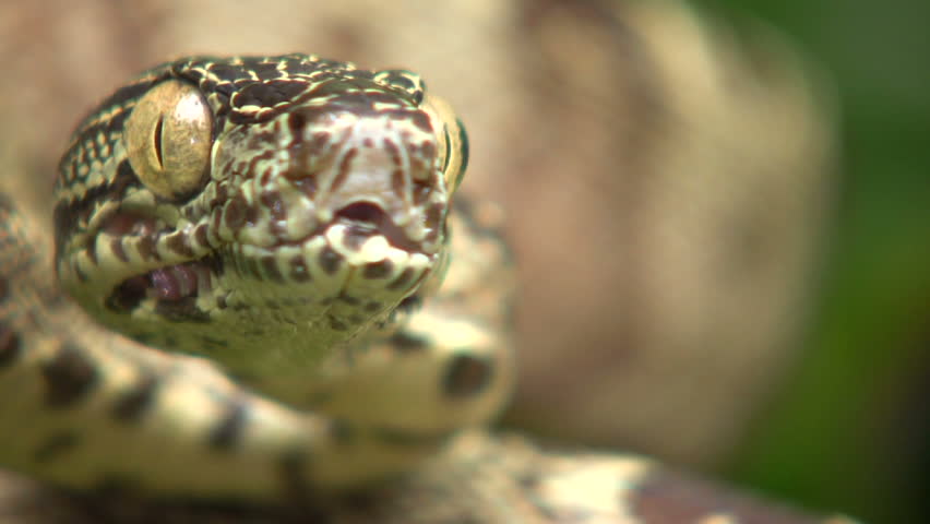 Amazon tree boa (Corallus hortulanus)