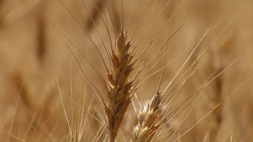 close-up on wheat stalk with the rack focus