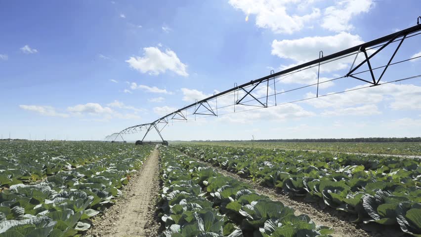 Time-lapse of a cabbage farm and pivoting irrigation