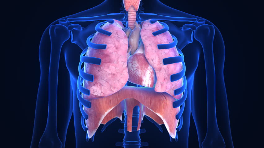 X-ray scanner of human lugs. Loop-ready