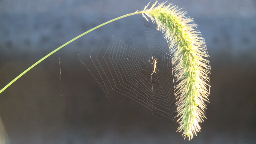 A tiny spider waits for prey on a web attached to a stalk of grass.